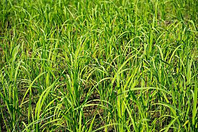 关于我被红色性感恶魔赶出房间的那些事终于有汉化了……《我！勇者？》中文宣传片公布！